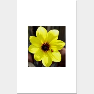 Yellow Dahlia Flower with Ladybug Posters and Art